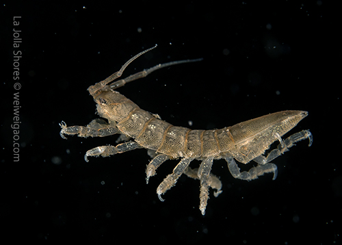 A cool worm in the water column