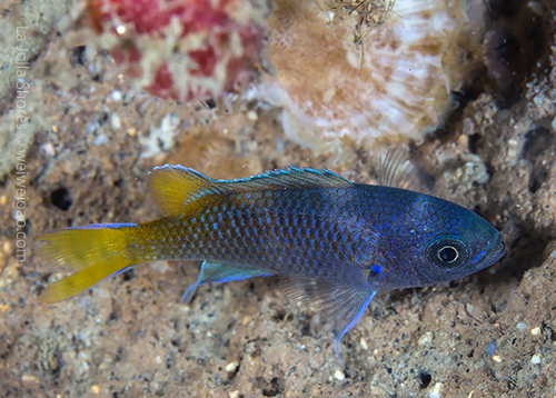 Love the yellow tone on its tail