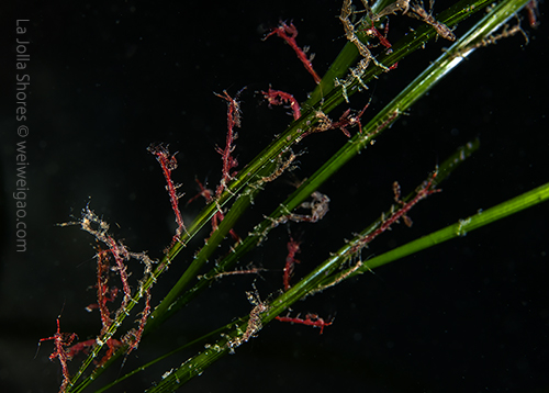 A bundle of skeleton shrimps