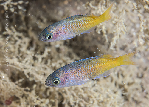 A pair of baby black smith.