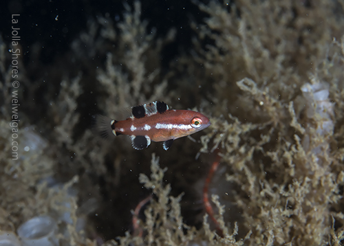 A baby sheephead