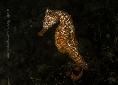 We found a sea horse