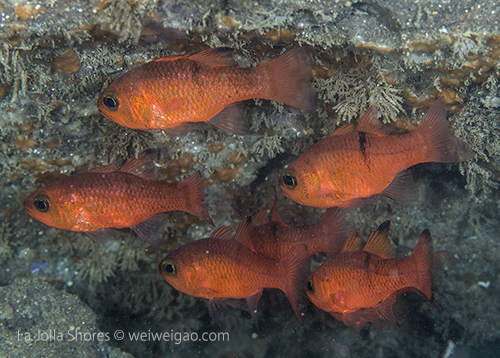 A group of cardinal fish in the big crevice.