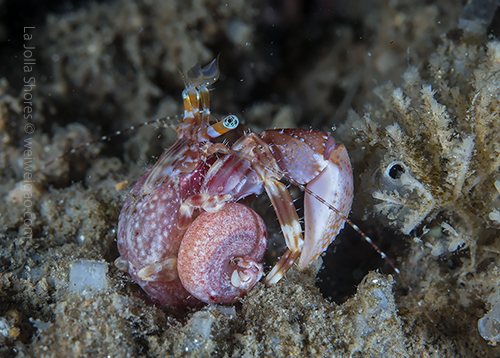 A hermit crab that stayed outside of the shell.