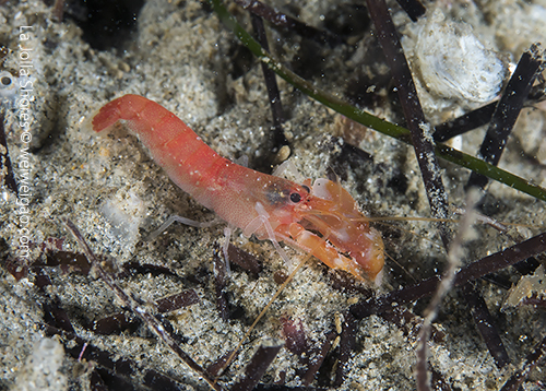 Finally found a pistol shrimp