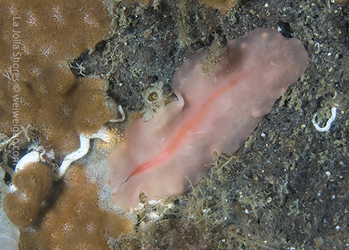 A flat worm with pink color