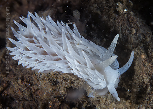 A Aeolidia papillosa