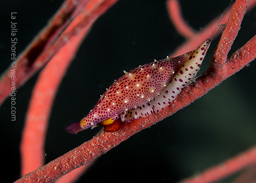 A simnia on red gorgonian. My first shot of this creature.