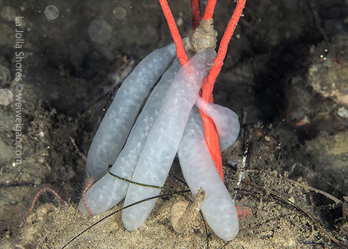 Squid egg sacks at the secret garden.