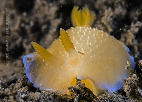 A Doriopsilla spaldingi at the secret garden.
