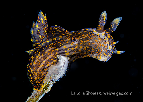 A little baby black dorid.