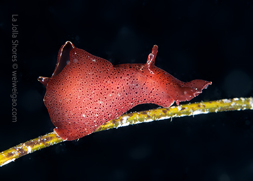A baby sea hare.