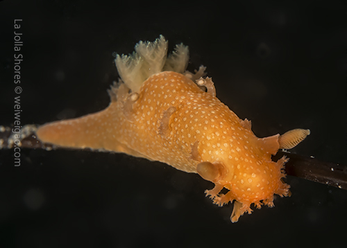 A spotted triopha near the main wall.