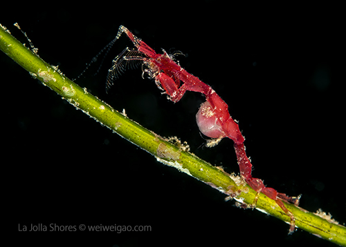 A pregnant skeleton shrimp.