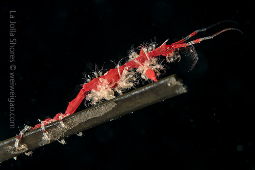 A skeleton shrimp carries a lot of newly hatched babies.