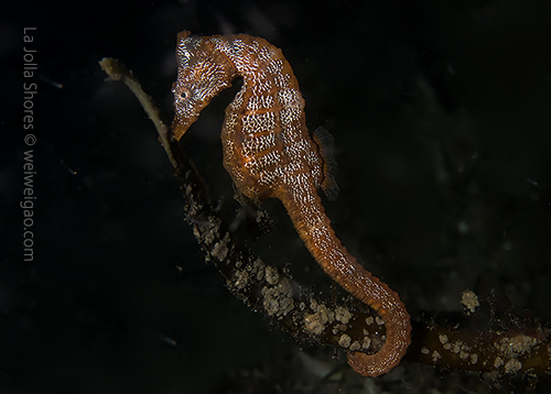 This time I only saw one sea horse.