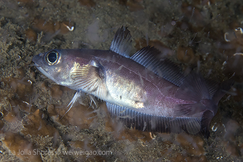 A morid cod at the V point.