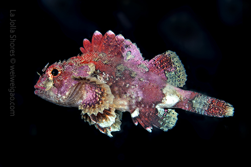 A juvenile scorpian fish at the canyon