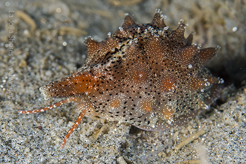 A Pusula solandri near the V point