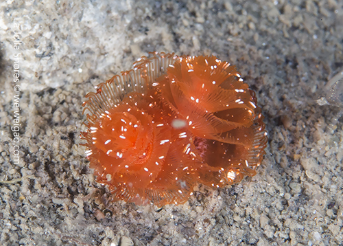 A tiny Christmas tree worm