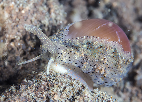 Another Pusula solandri at the bottom of the wall.