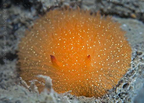A yellow dorid near the V point