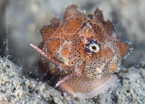 A Pusula solandri near the V point