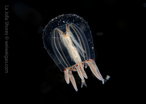 A small jellyfish at the main draw.