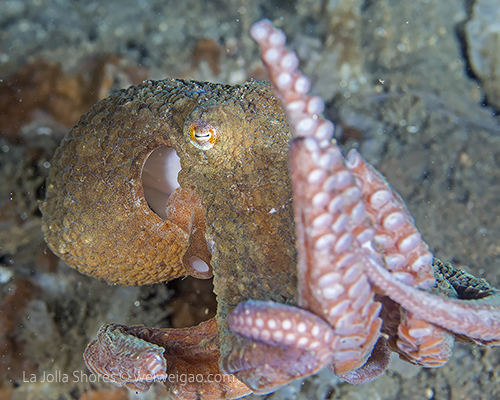 A cool octopus at the canyon