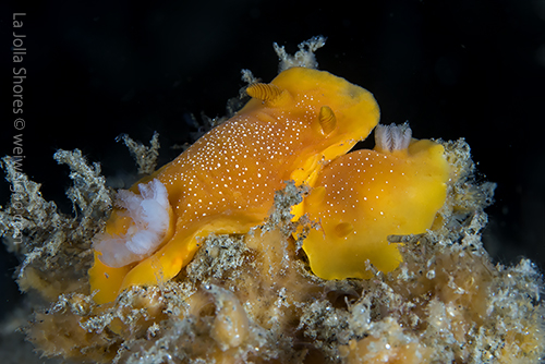 A pair of mating dorids.