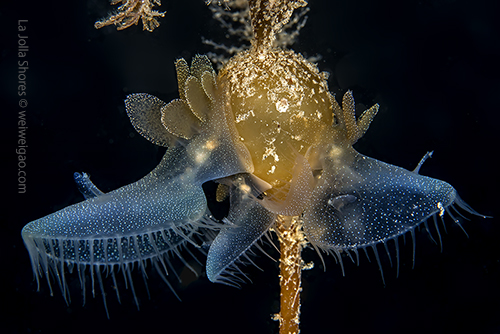 Lion's nudi on the north of V point.