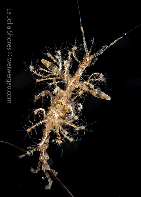 A skeleton shrimp that carried lots of babies