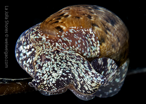 Portrait of a bubble snail