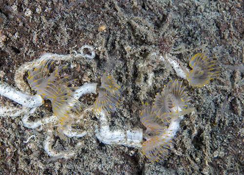Cool looking tube worms