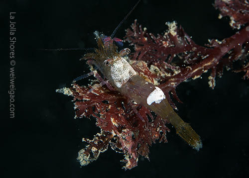 A cool shrimp with two bright spots on its body