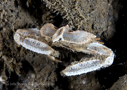 A sandflat elbow crab (Heterocrypta occidentalis)