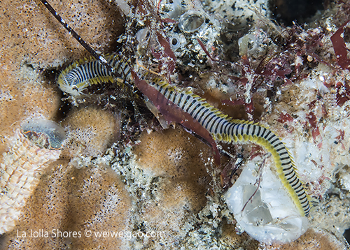 Saw this worm while I was shooting the Cuthona divae.