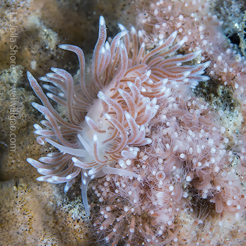 A Cuthona divae near the main draw. What a beauty!