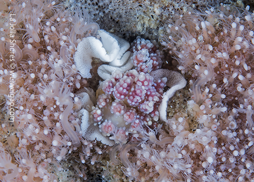 Egg laying Doto amyra