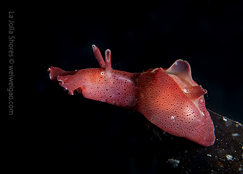 A baby sea hare on the kelp making funny face.