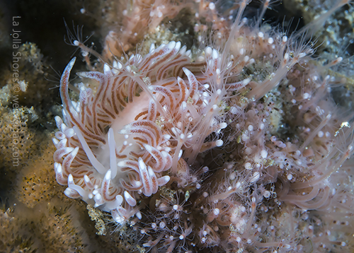 The Cuthona divae didn't move at all.