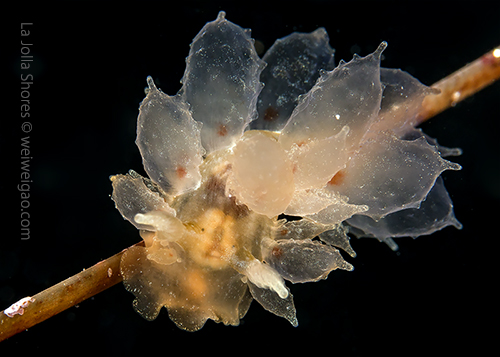 A surprise to see a baby Dirona picta.