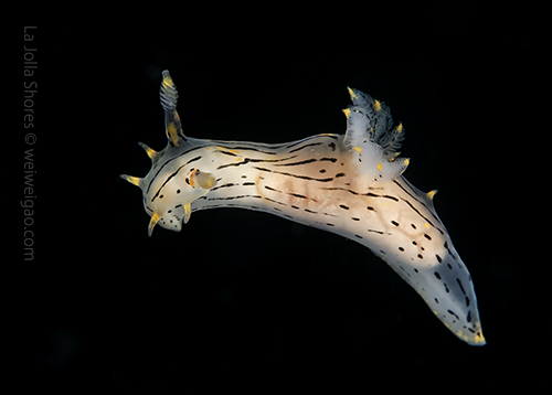 A black dorid in the water column