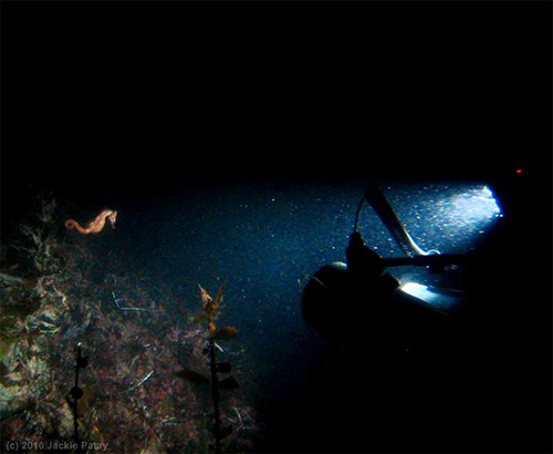 Me taking picture of the sea horse (picture by Jackie)