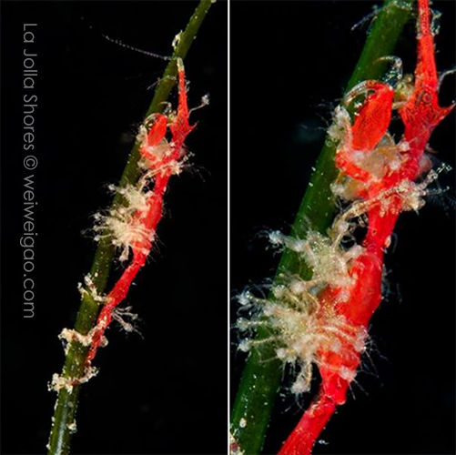 A skeleton shrimp with lots of babies