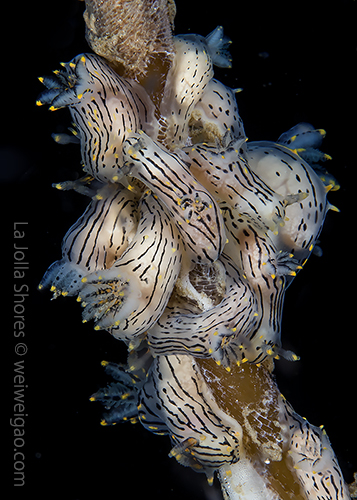 Another visit to the black dorid gathering