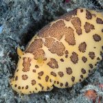 A Peltodoris mullineri at Point Loma