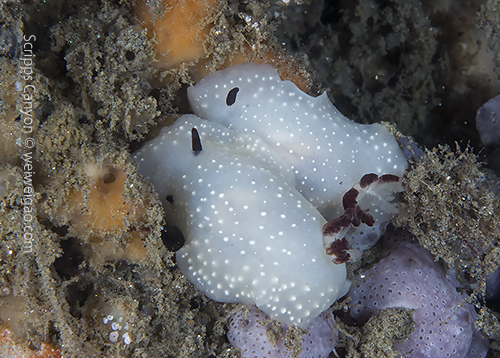 A mating pair of Limbaugh's Cadlina