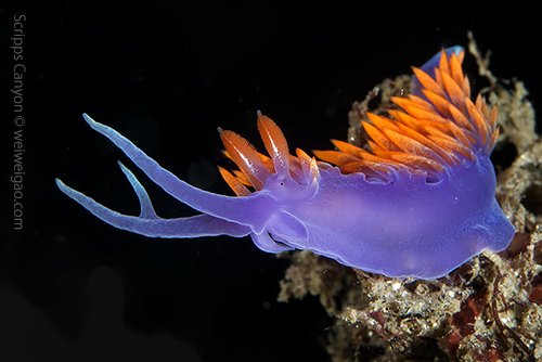 A Spanish Shawl at Scripps Canyon