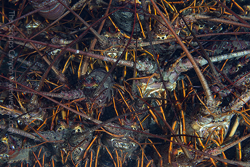 A bit further into the canyon, I saw a crevice with tons of lobsters.